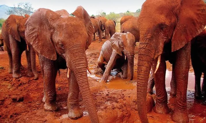red elephants of Tsavo East National Park