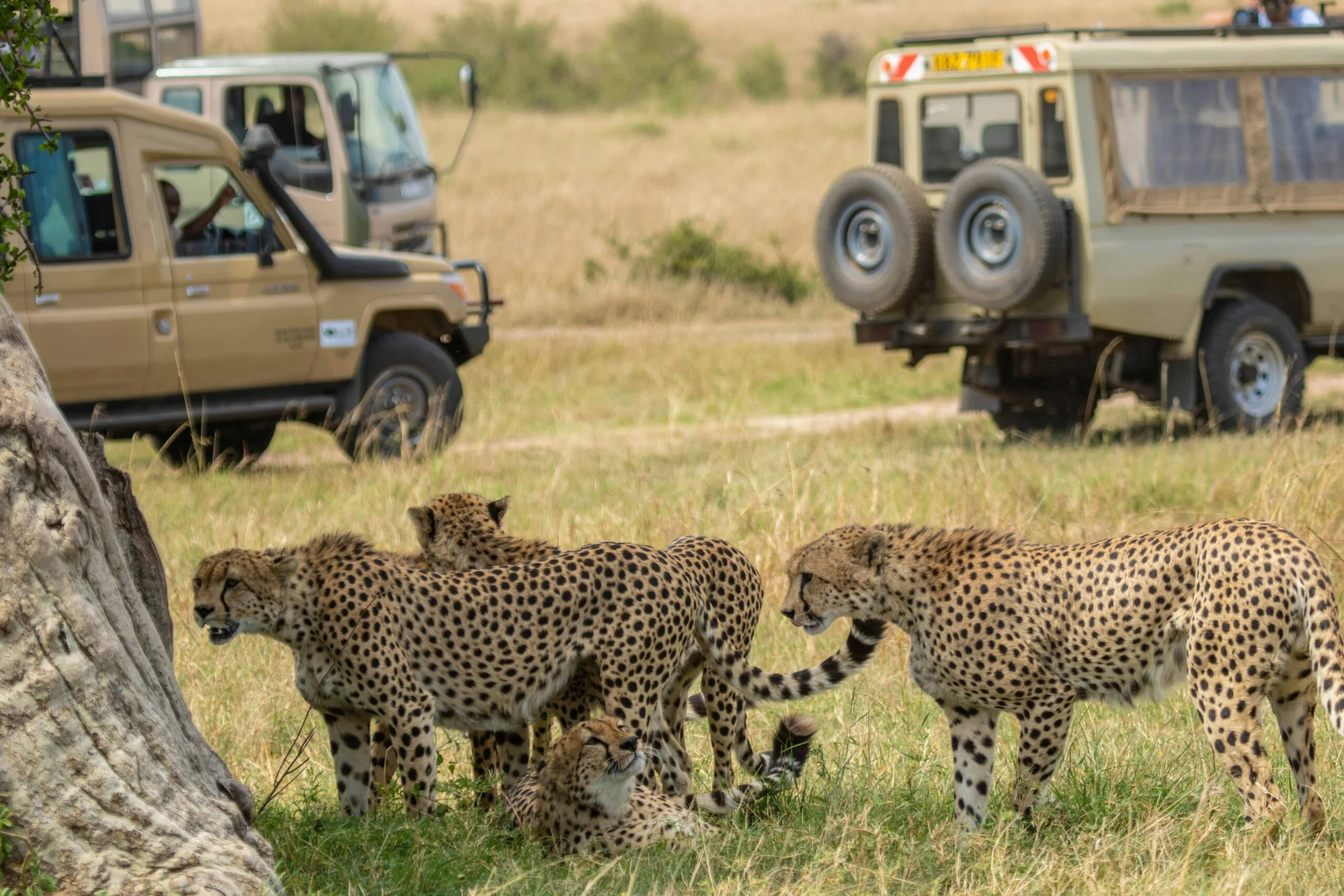 First-time safari group observing safari etiquette while viewing cheetahs on a Kenyan game drive.