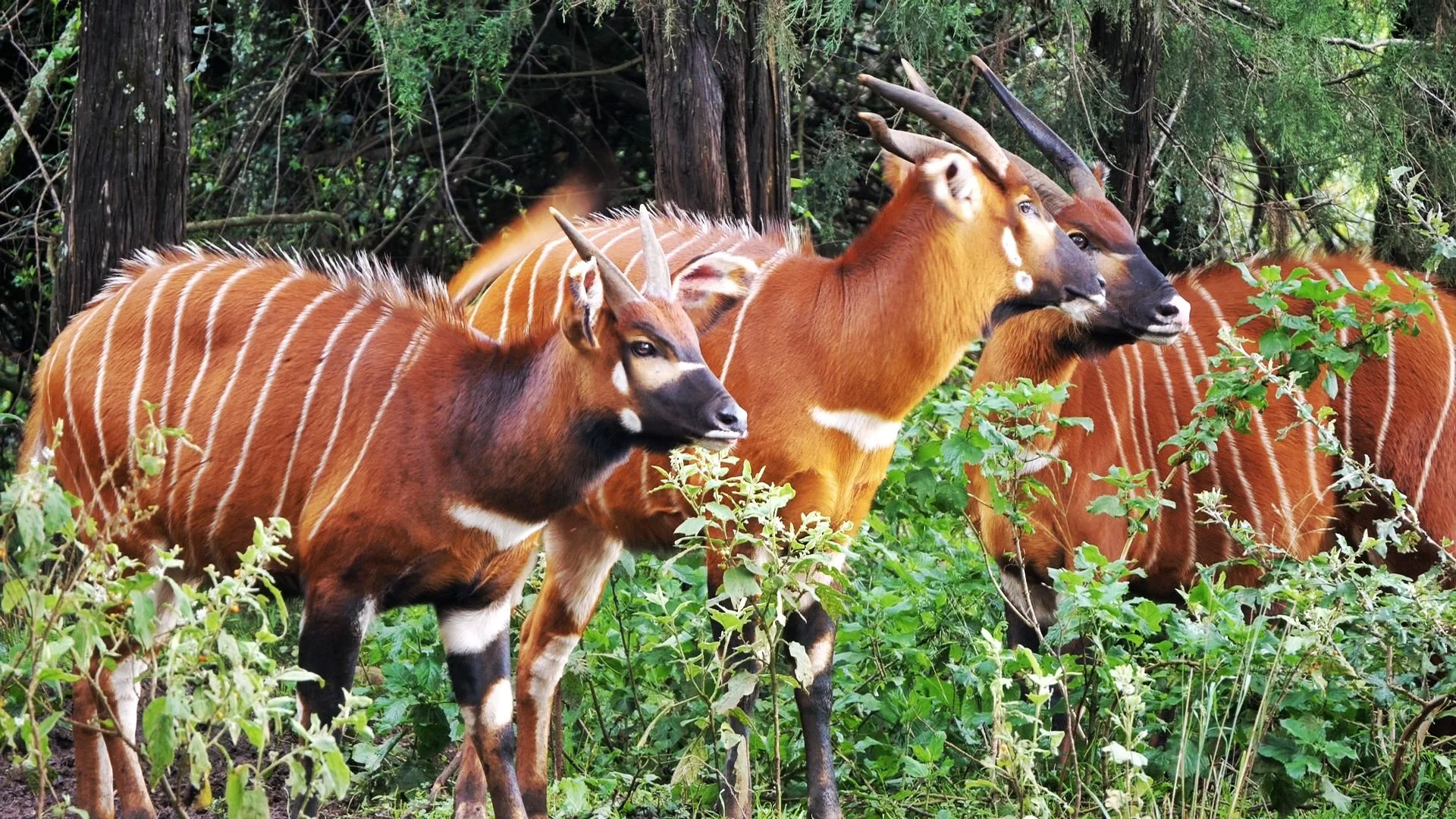 endangered wildlife in mount Kenya cross wild safaris