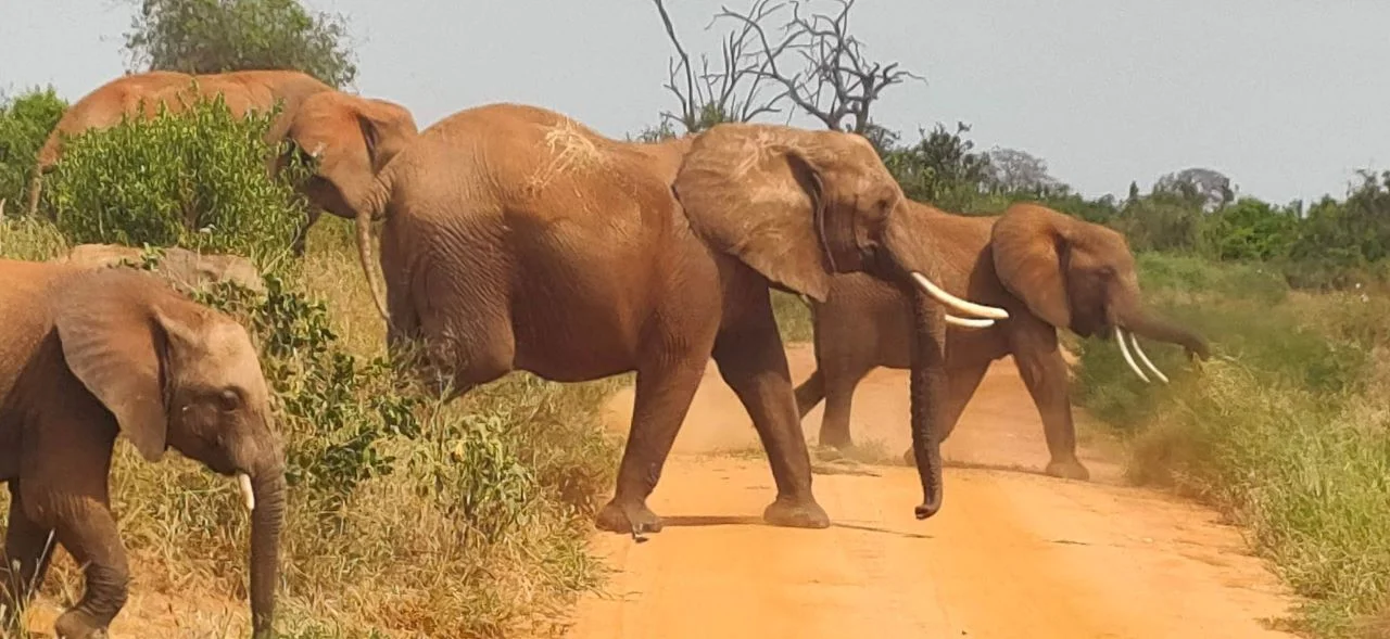tsavo-east-national-park-kenya Elephants with cross wild safaris