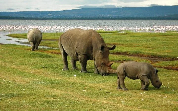 activities in Lake Nakuru National Park with cross wild safaris