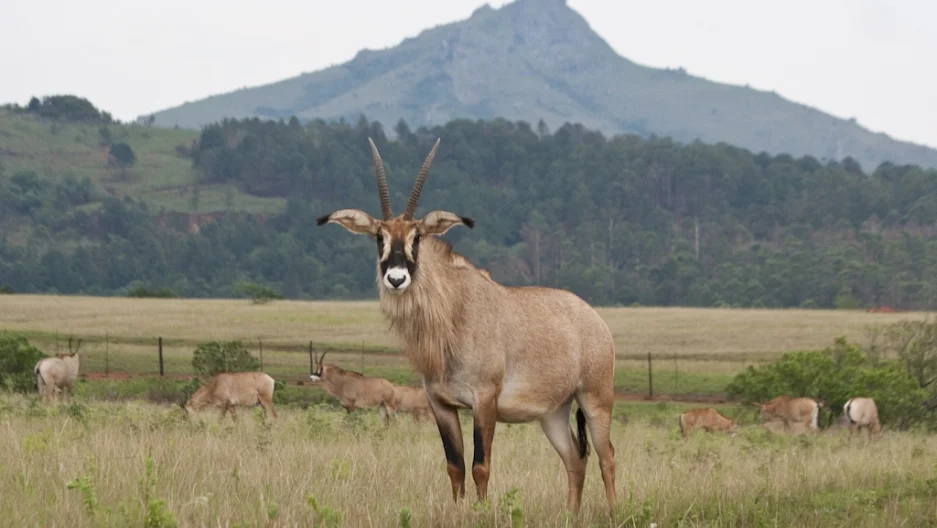 Ruma National Park with cross wild safaris
