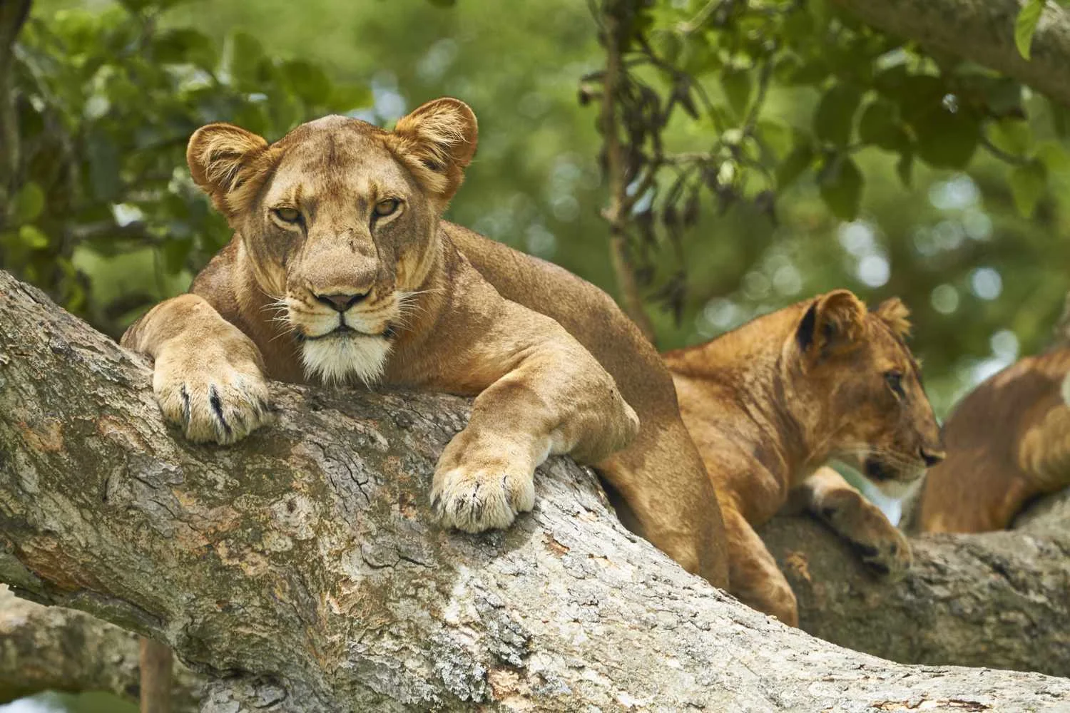 Hidden gems in Queen Elizabeth National Park with cross wild safaris