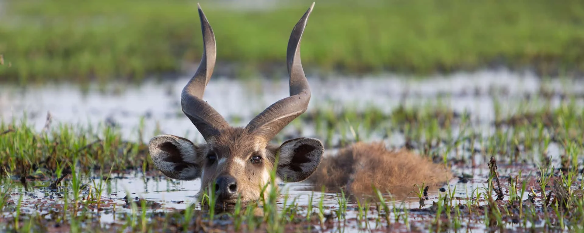 saiwa swamp national park with cross wild safaris