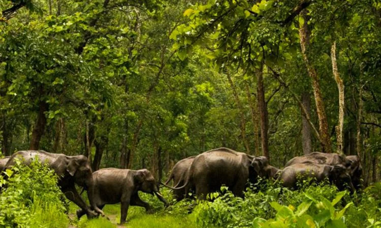 shimba hills national reserve with cross wild safaris