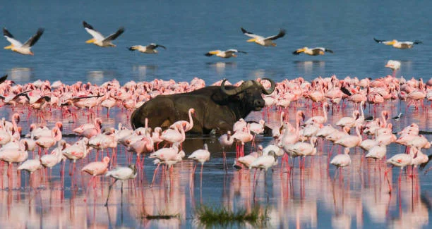 lake bogoria photo spots with cross wild safaris