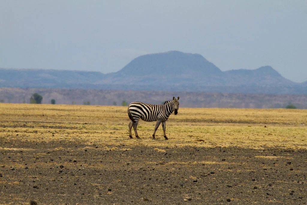 sibiloi national park with cross wild safaris