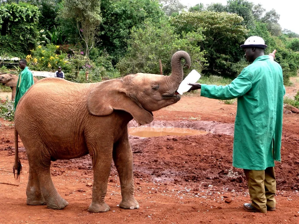elephants orphanage
