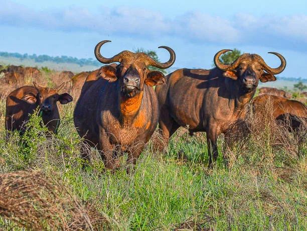 big five animals in Kenya