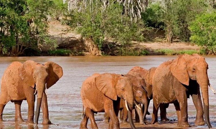 tsavo east national park