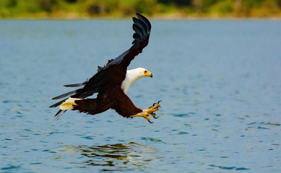 Mid range safari with cross wild safaris at lake Nakuru National Park in Kenya