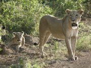 lion and her cub in Nairobi National Park