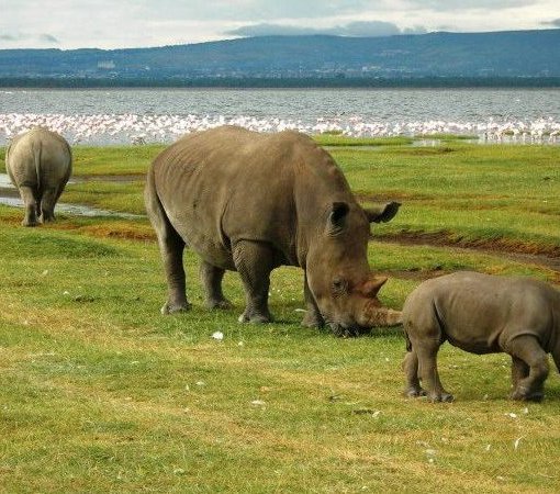activities in Lake Nakuru National Park with cross wild safaris