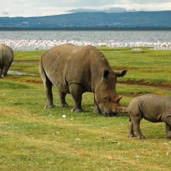 activities in Lake Nakuru National Park with cross wild safaris