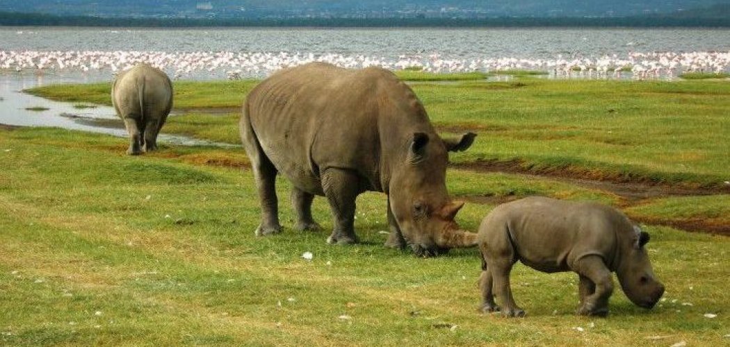 activities in Lake Nakuru National Park with cross wild safaris