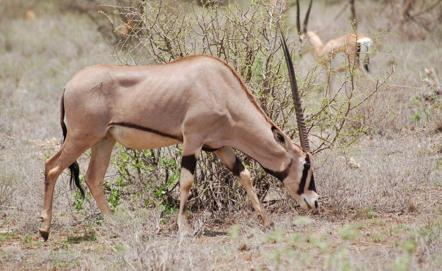 flying safari with cross wild safaris at samburu national reserve at samburu serena in Kenya