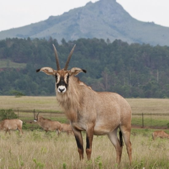 Ruma National Park with cross wild safaris