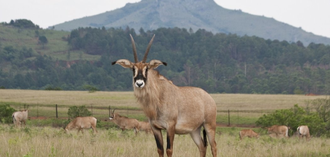 Ruma National Park with cross wild safaris