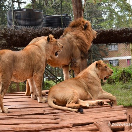 Nairobi animal orphanage with cross wild safaris