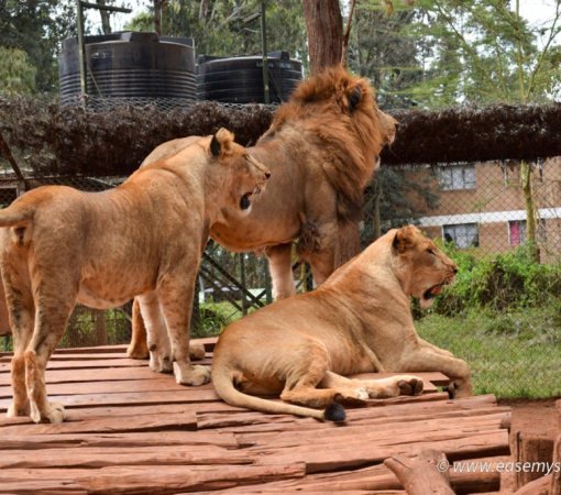 Nairobi animal orphanage with cross wild safaris