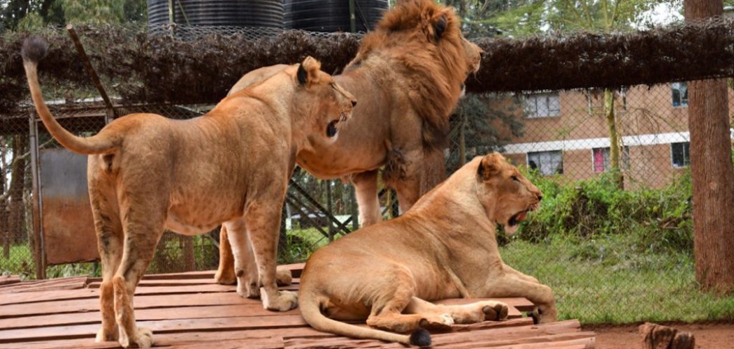 Nairobi animal orphanage with cross wild safaris