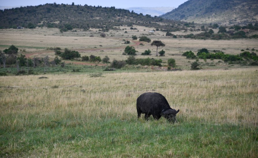 Buffalo eating grass in Masai Mara