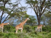Mid range safari with cross wild safaris at lake Nakuru National Park in Kenya
