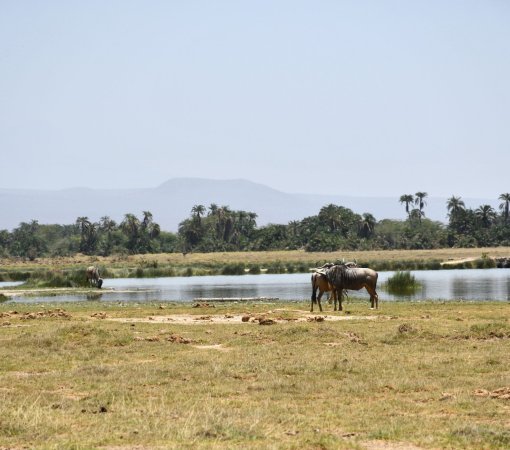 cross wild safaris Christmas magical safari