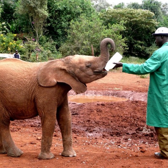 elephants orphanage