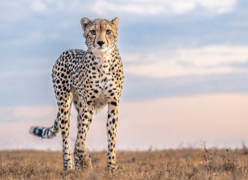 9 days Kenya mid-range safari with cross wild safaris