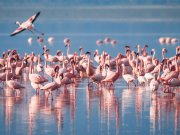 East Africa safaris WITH CROSS WILD SAFARIS AT lake Manyara National park in Manyara serena Serena