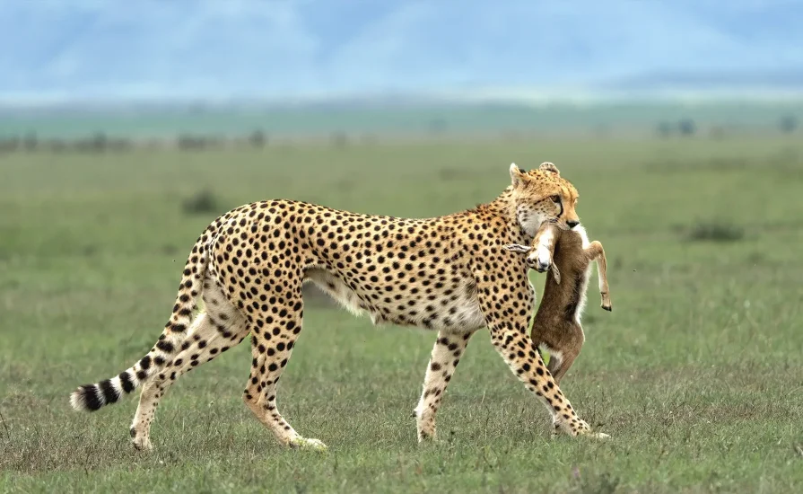 East africa safaris WITH CROSS WILD SAFARIS AT serengeti NATIONAL RESERVE in serengeti serena