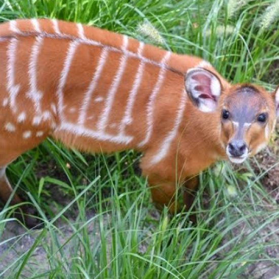 Saiwa swamp national park with cross wild safaris