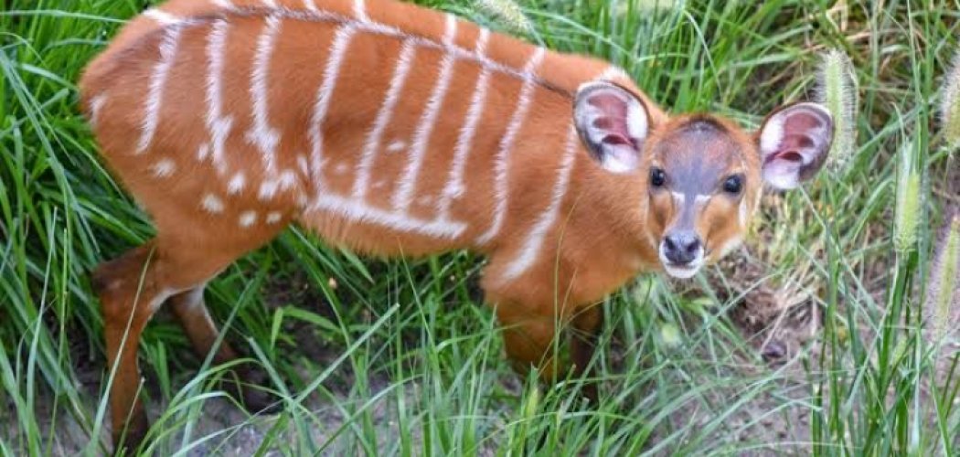 Saiwa swamp national park with cross wild safaris