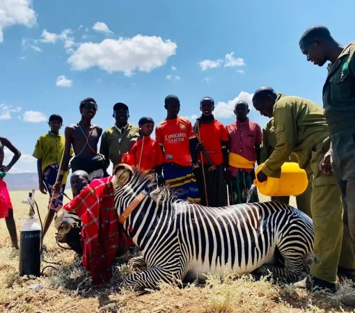 grevys trust in northern Kenya