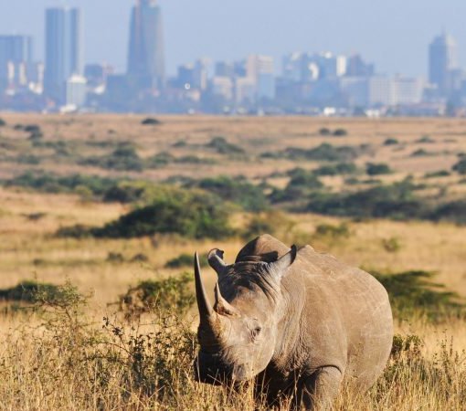 Savannah landscape of Nairobi National Park with Nairobi city skyline
