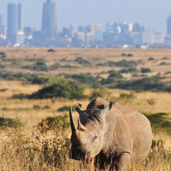 Savannah landscape of Nairobi National Park with Nairobi city skyline