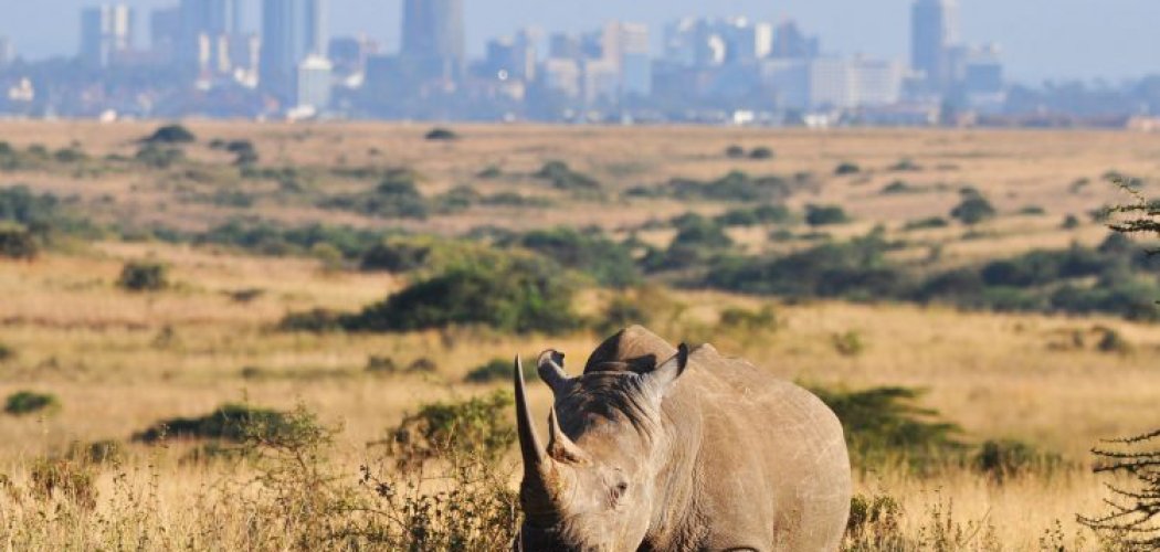 Savannah landscape of Nairobi National Park with Nairobi city skyline