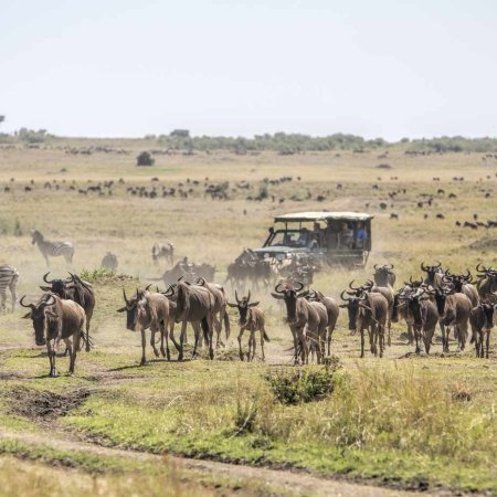 Animals In Masai mara
