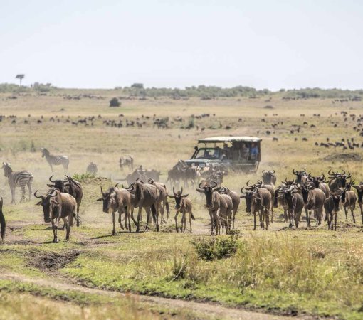 Animals In Masai mara