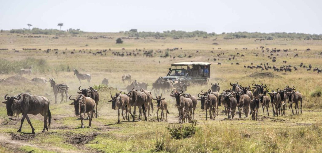 Animals In Masai mara