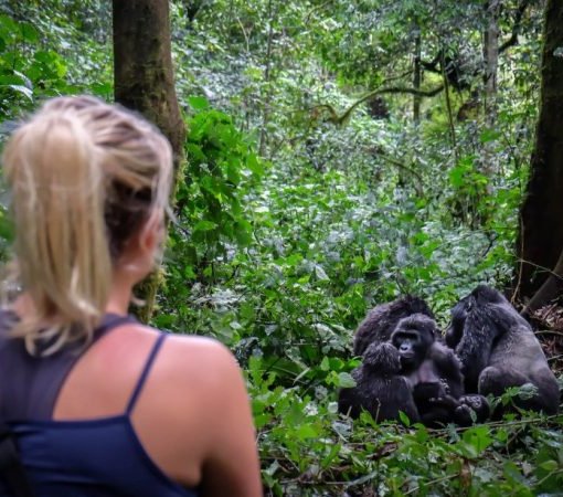 Mountain gorilla trekking in Bwindi Impenetrable National Park, Uganda with cross wild safaris