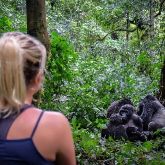 Mountain gorilla trekking in Bwindi Impenetrable National Park, Uganda with cross wild safaris