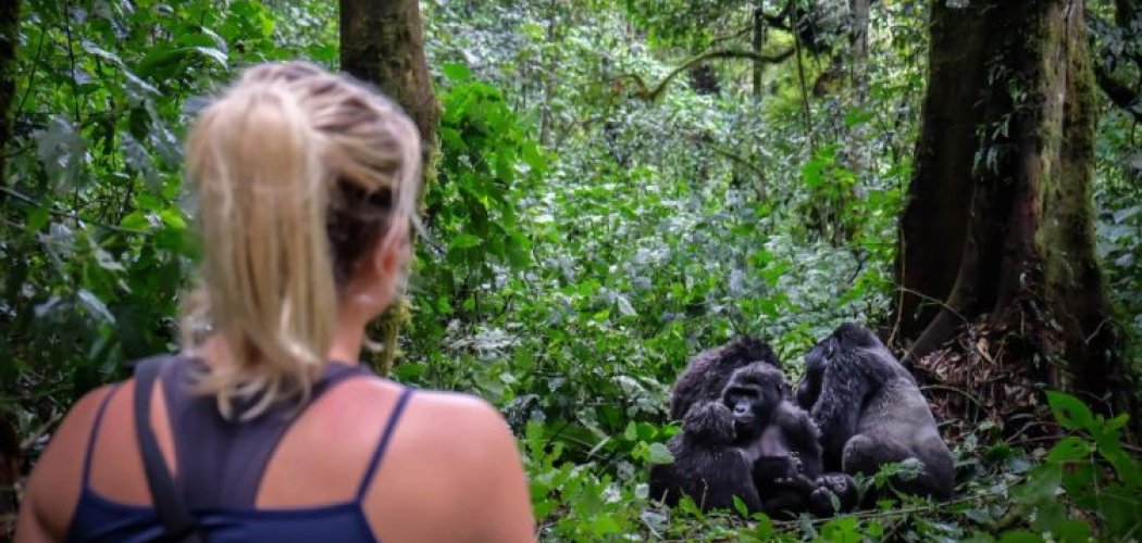 Mountain gorilla trekking in Bwindi Impenetrable National Park, Uganda with cross wild safaris