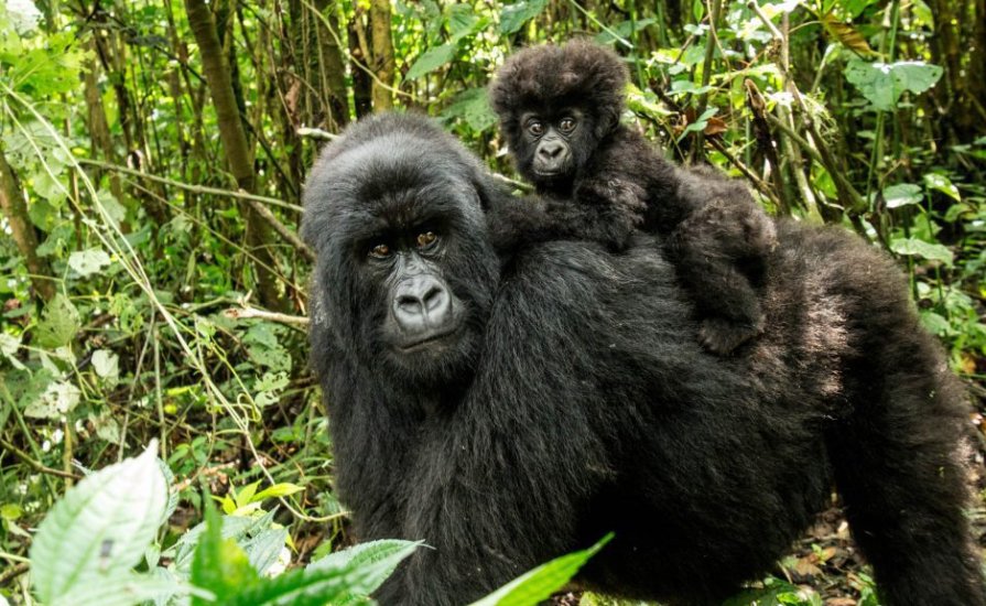 Gorilla Trekking in Uganda with cross wild safaris in Kenya at Bwindi