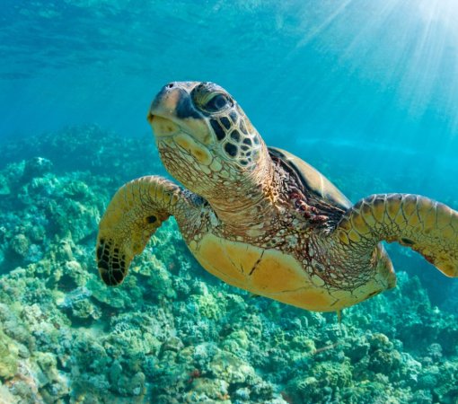 Underwater photographer capturing colorful coral reefs in Watamu Marine National Park, Kenya
