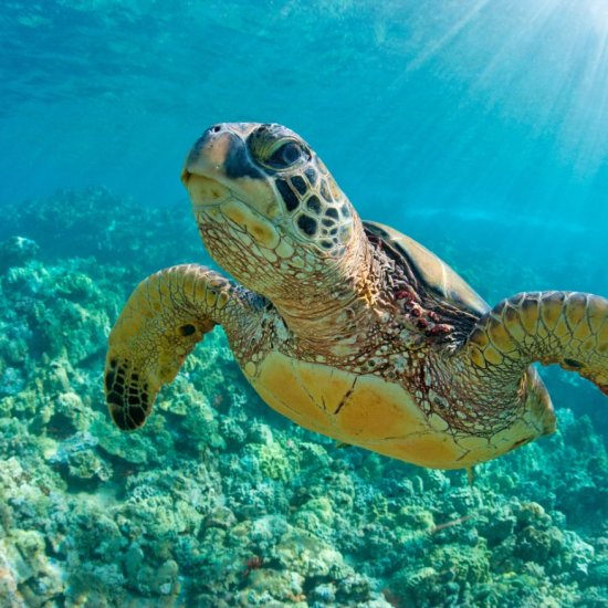 Underwater photographer capturing colorful coral reefs in Watamu Marine National Park, Kenya