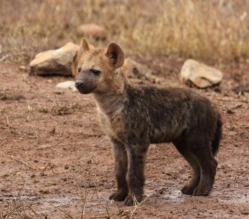 hyena spotting in Kenya with cross wild safaris