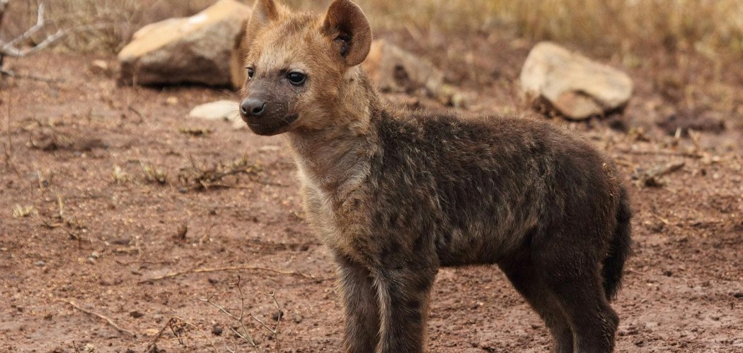 hyena spotting in Kenya with cross wild safaris