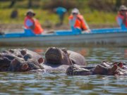 Mid range safari with cross wild safaris at lake Naivasha boat ride safari in Kenya
